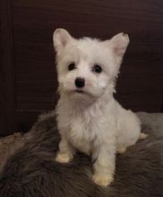 C.K.C MALE AND FEMALE CHINESE CRESTED PUPPIES AVAILABLE