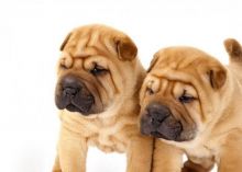 C.K.C MALE AND FEMALE SHAR-PEI PUPPIES AVAILABLE