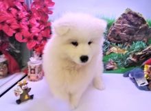 Adorable male and female Samoyed puppies.