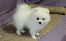 Adorable purebred Pomeranian puppies.