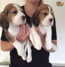 Amazing Male and female basset hound puppies,