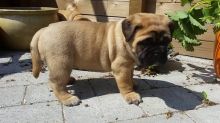 Male and female Bullmanstiff puppies available