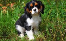 Marvelous male and female Cavalier King Charles puppies