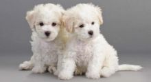 We are offering our 2 Bichon Frise puppies for adoption