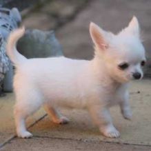 We have two amazing chihuahua puppies