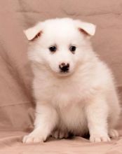 C.K.C MALE AND FEMALE American Eskimo PUPPIES AVAILABLE Image eClassifieds4U