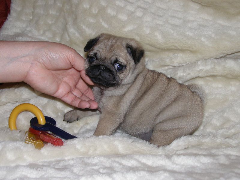 Male and female Pug puppies Image eClassifieds4u