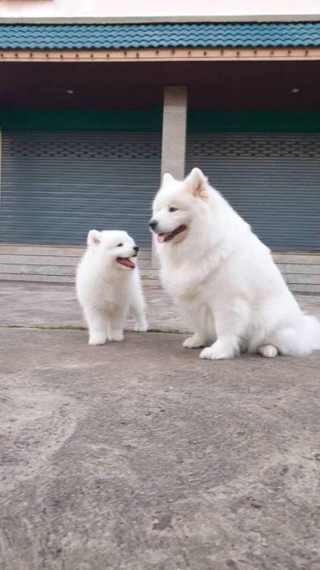 Excellent Samoyed puppies for sale now Image eClassifieds4u