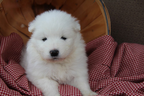 Excellent Samoyed puppies for sale now Image eClassifieds4u