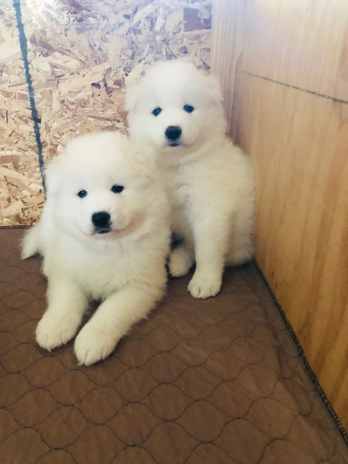 Excellent Samoyed puppies for sale now Image eClassifieds4u