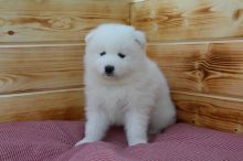 Excellent Samoyed puppies for sale now Image eClassifieds4u 2