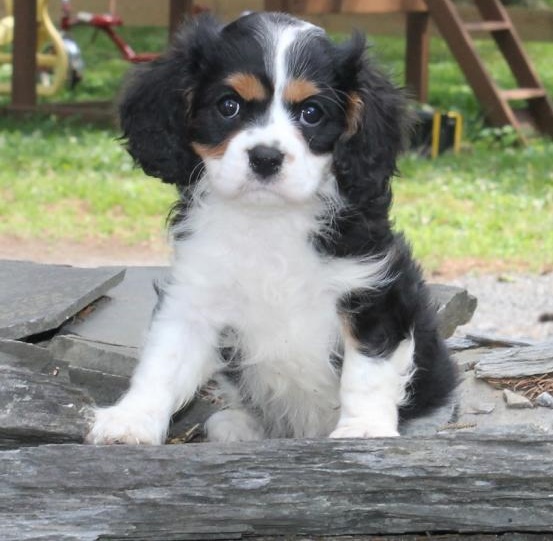 C.K.C MALE AND FEMALE CAVALIER KING CHARLES SPANIEL PUPPIES AVAILABLE Image eClassifieds4u