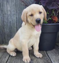 C.K.C MALE AND FEMALE LABRADOR RETRIEVER PUPPIES AVAILABLE