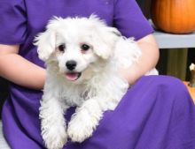 C.K.C MALE AND FEMALE MALTIPOO PUPPIES AVAILABLE