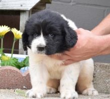 C.K.C MALE AND FEMALE NEWFOUNDLAND PUPPIES AVAILABLE