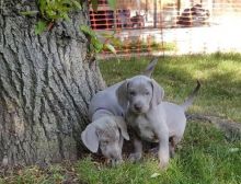 C.K.C MALE AND FEMALE WEIMARANER PUPPIES AVAILABLE