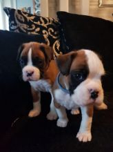 Beautiful boxer puppies red and white both girls and boys available (430)201-0537