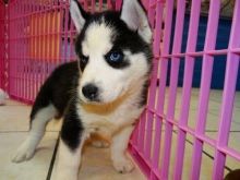 Beautiful Pure Siberian Husky Puppies(430)201-0537