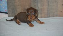 Dachshund pups for rehoming (430)201-0537