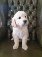 Golden Retriever Puppies available (430)201-0537