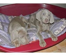 Kc Registered Silver Weimaraner Puppies (430)201-0537