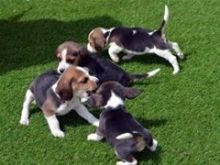 Male and female Beagle puppies for re-homing(430)201-0537