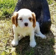Male and female Cavalier King Charles puppies for re-homing (430)201-0537