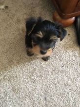 Male and female Yorkie puppies for re-homing(430)201-0537
