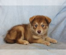 Peanut-Pomsky puppies for rehoming