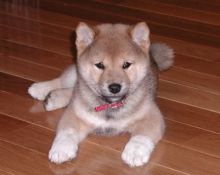 Shiba Inu puppies for re-homing
