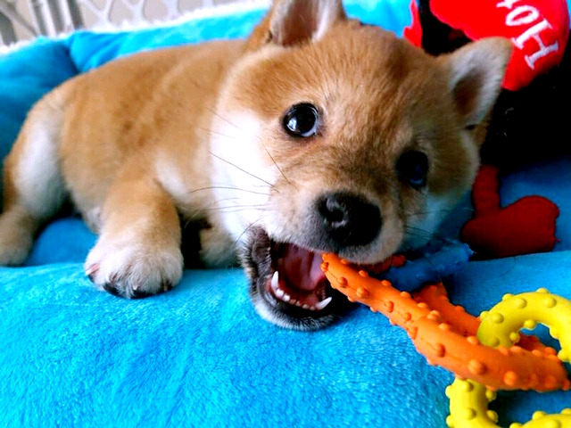 Fantastic Litter of Japanese puppies (430)201-0537 Image eClassifieds4u