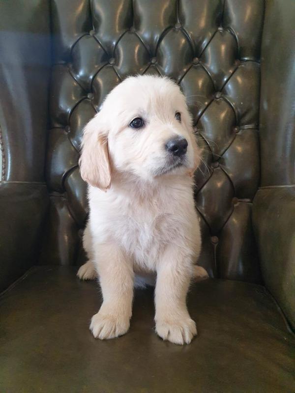 Golden Retriever Puppies available (430)201-0537 Image eClassifieds4u