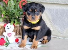 Male and female Rottweiler puppies for re-homing(430)201-0537 Image eClassifieds4U