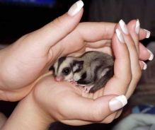 Sugar Gliders One Male One Female (430)201-0537 Image eClassifieds4U
