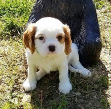 Male and female Cavalier King Charles puppies for re-homing(430)201-0537 Image eClassifieds4u