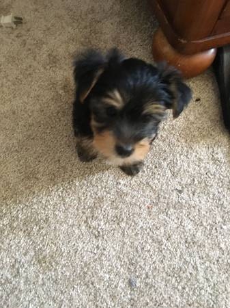 Male and female Yorkie puppies for re-homing(430)201-0537 Image eClassifieds4u