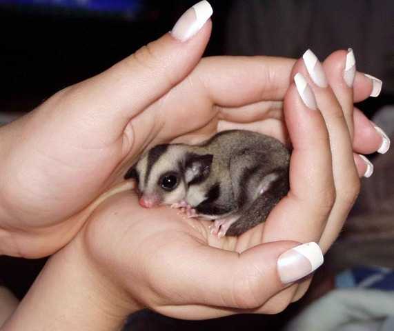 Sugar Gliders One Male One Female (430)201-0537 Image eClassifieds4u