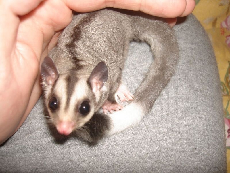 Sugar Gliders One Male One Female (430)201-0537 Image eClassifieds4u