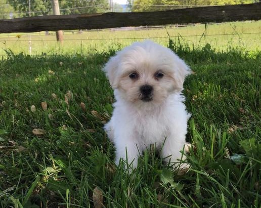 C.K.C MALE AND FEMALE SHIH-POO PUPPIES AVAILABLE Image eClassifieds4u