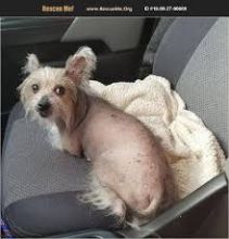 C.K.C MALE AND FEMALE CHINESE CRESTED PUPPIES AVAILABLE