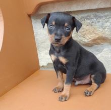 C.K.C MALE AND FEMALE MINIATURE PINSCHER PUPPIES AVAILABLE