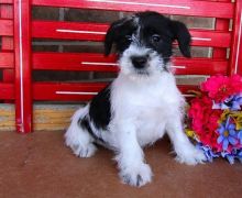 C.K.C MALE AND FEMALE MINIATURE SCHNAUZER PUPPIES AVAILABLE ]
