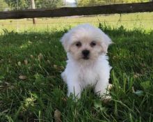 C.K.C MALE AND FEMALE SHIH-POO PUPPIES AVAILABLE