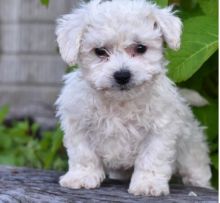 C.K.C MALE AND FEMALE BICHON FRISE PUPPIES AVAILABLE