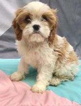 C.K.C MALE AND FEMALE CAVACHON PUPPIES AVAILABLE