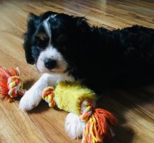 Sweetest Male Cavalier King Charles Puppy