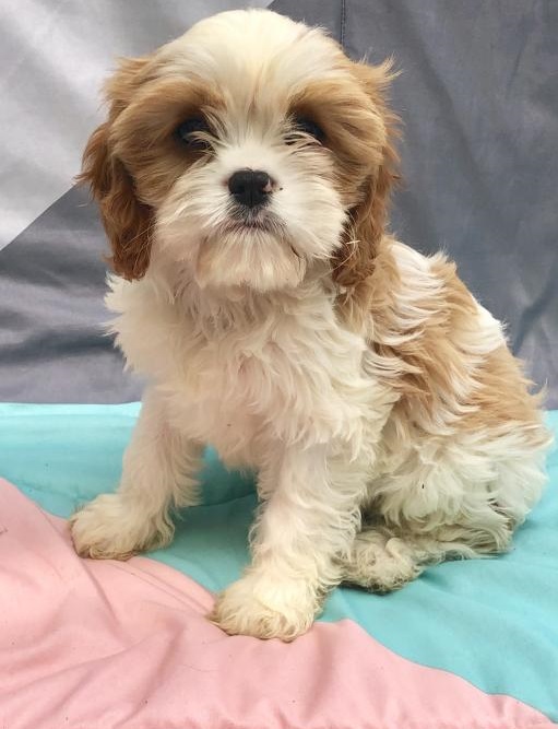 C.K.C MALE AND FEMALE CAVACHON PUPPIES AVAILABLE Image eClassifieds4u