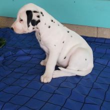 C.K.C MALE AND FEMALE MINIATURE PINSCHER PUPPIES AVAILABLE Image eClassifieds4u 2