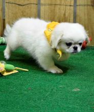 C.K.C MALE AND FEMALE PEKINGESE PUPPIES AVAILABLE Image eClassifieds4U