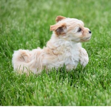 C.K.C MALE AND FEMALE MALTIPOO PUPPIES AVAILABLE Image eClassifieds4u